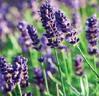 Lavandula