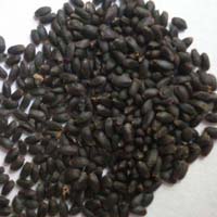 basil seeds
