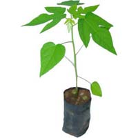 Papaya Seedling (Madhur)