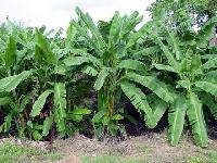 Tissue Culture Raised Banana Plants