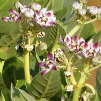 Aak Flowers, Calotropis Gigantea