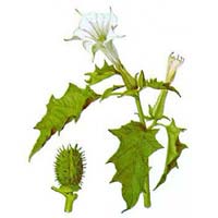 Datura Panchang, Datura Metel