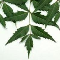 Neem Leaves