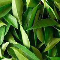 Fresh Curry Leaves