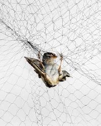 Bird Catching Net