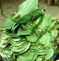 Fresh Betel Leaves