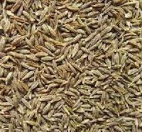 cumin seed