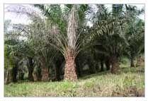 Fresh Flowers and Plants