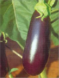 brinjal