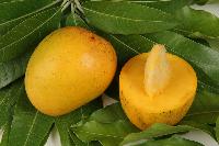 organic mangoes