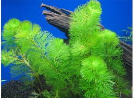 Cabomba Caroliniana Green