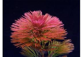 Cabomba Plauthyensis