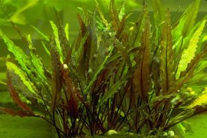 Cryptocoryne Axelrodi