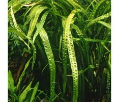 Cryptocoryne Balansae
