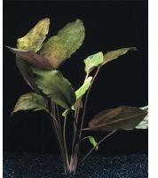 Cryptocoryne Blassli