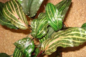 Cryptocoryne Cordata Var.siamensis