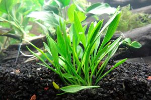 Cryptocoryne Parva
