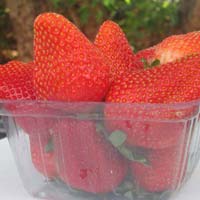 STRAWEBRRY FRESH  FRUITS EXPORT QUALITY