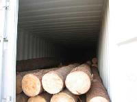Pine Wood Log