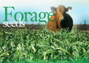 Forage Seeds