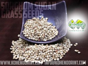 Seeds & Plant Saplings