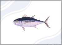 Big Eye Tuna Thunnus obesus