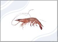 Brown Shrimp