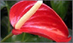 Anthuriums Flowers
