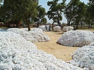 Cotton