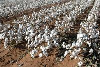 indian cotton