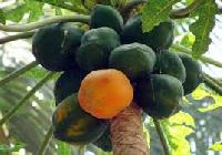 Carica Papaya