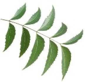Dehydrated Neem Leaves