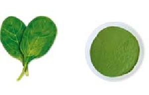 Freeze Dried Spinach Powder