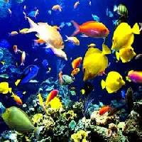 Marine Fishes