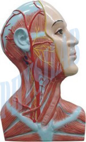 Right side of neck dissection human model