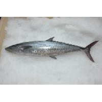 King Fish in Tamil Nadu - Manufacturers and Suppliers India