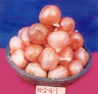 N-2-4-1 Onion