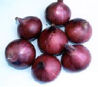 NHRDF Red Onion