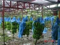 Cavendish Bananas Ready For Exportation