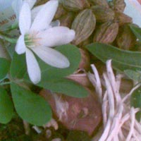 Indian Origin Botanical Products