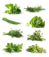 Culinary Herbs