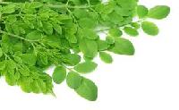 moringa leaf