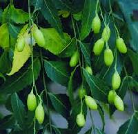 Neem Seed Oil