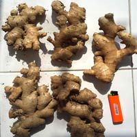 fresh ginger,  Cultivation Type :Organic