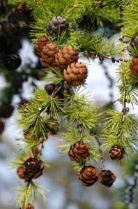 Phenolic Foam Insulation