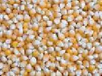 maize