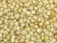 Cattle Feed, Bird Feed, Brand Name : White Sorghum
