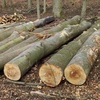Beech Wood Logs