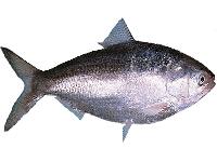 rohu fish