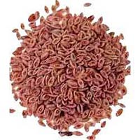 Isabgol Seeds